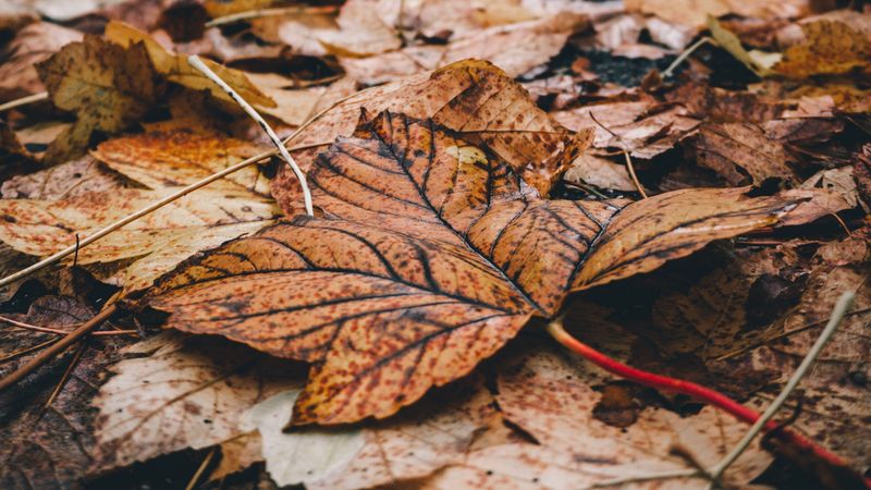 foliage, leaves, dry, fallen, autumn, 4k