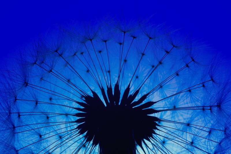 dandelion, plant, flowers, nature, hd, macro