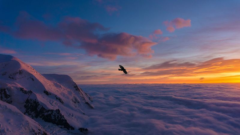 bird, wings, clouds, flight, sunset, 4k