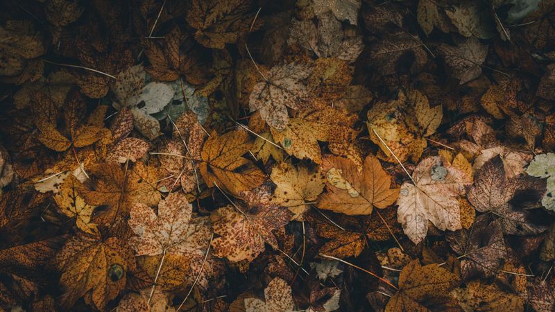 foliage, leaves, fallen, dry, autumn, 4k