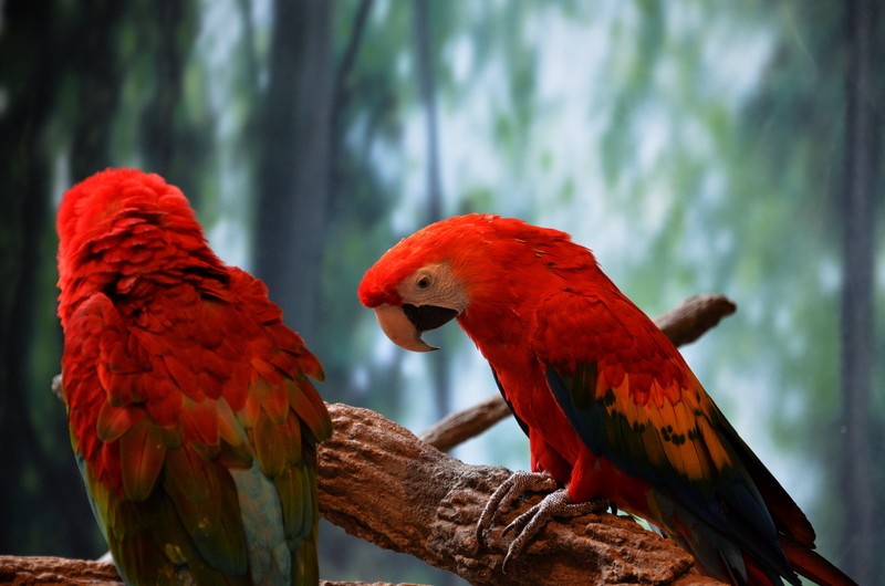 macaw, parrot, birds, hd, 4k, 5k