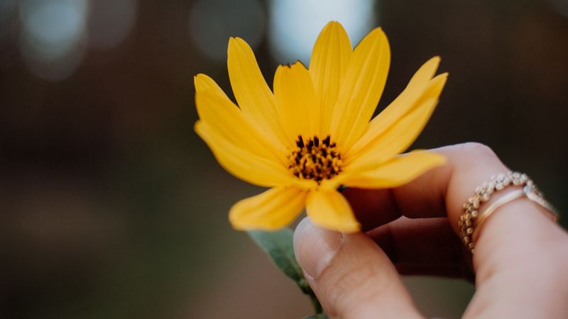 flower, yellow, hand, fingers, closeup, 4k