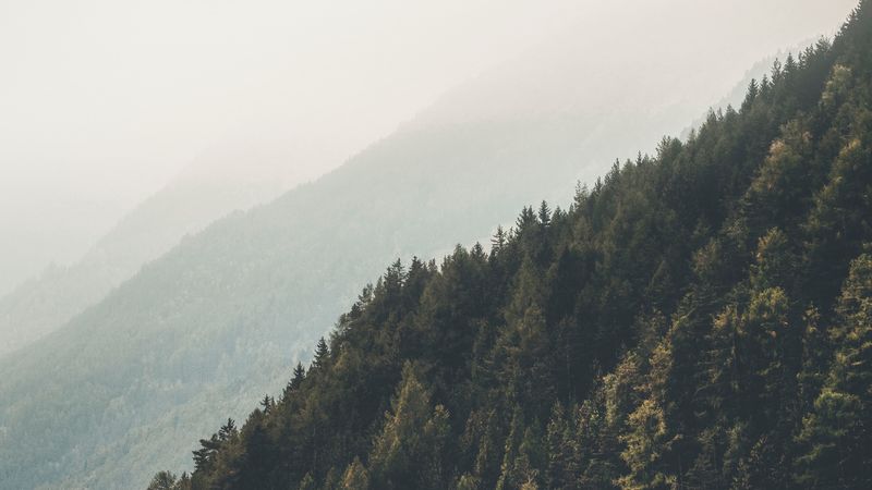 mountains, forest, fog, slopes, landscape, 4k