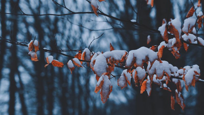 branches, leaves, snow, winter, 4k