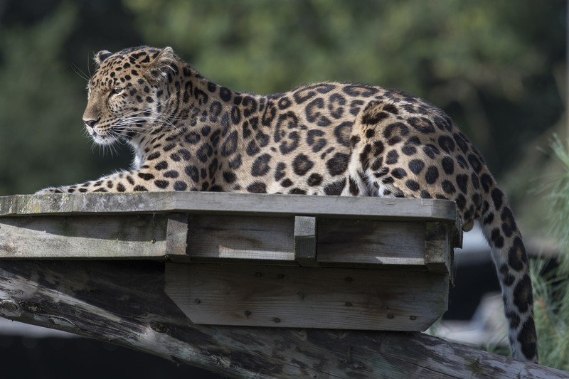 leopard, animals, hd, 4k