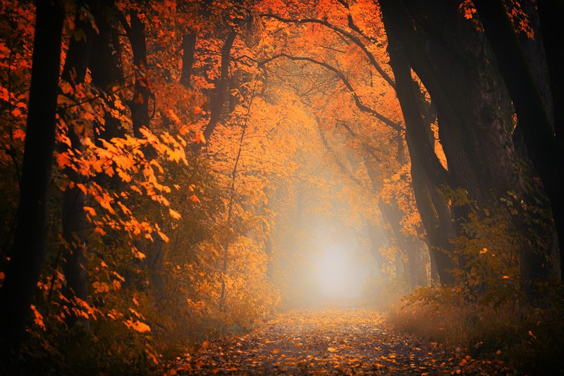 autumn, forest, tree, nature, hd, 4k, 5k