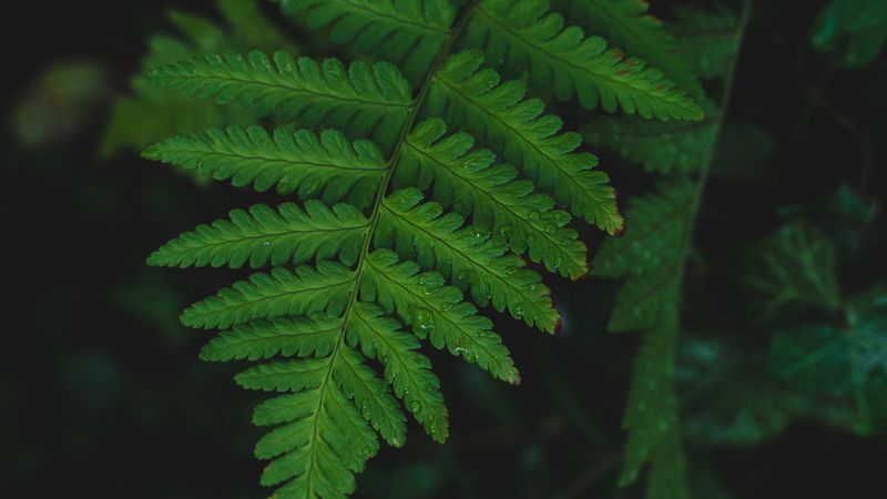 fern, leaf, wet, dew, macro, 4k