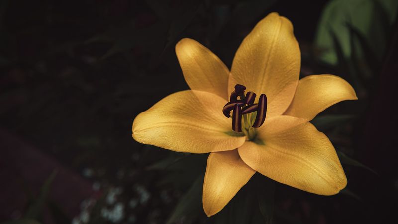 lily, flower, yellow, bloom, closeup, 4k