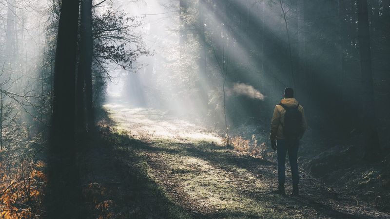 man, forest, sunlight, light, fog, nature, 4k