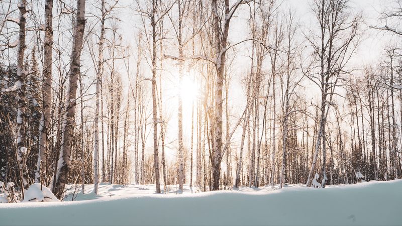 forest, trees, sunlight, snow, winter, landscape, 4k
