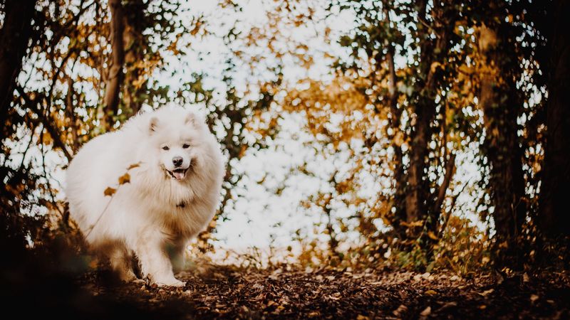 japanese spitz, dog, white, fluffy, tongue protruding, cute, 4k