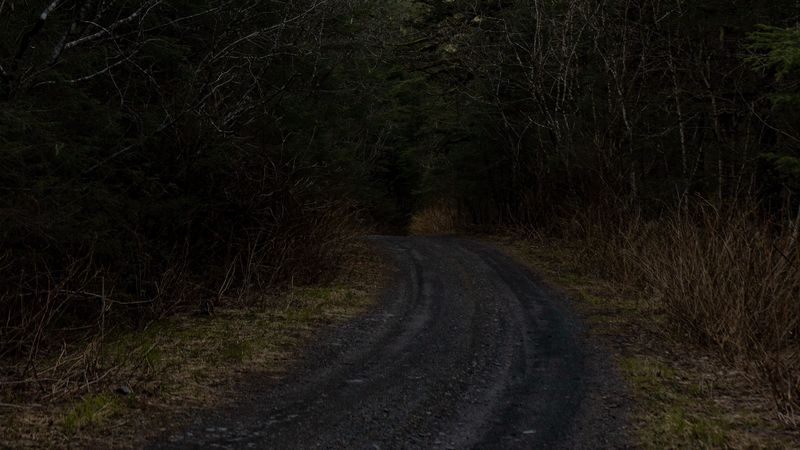 road, forest, trees, nature, turn, 4k
