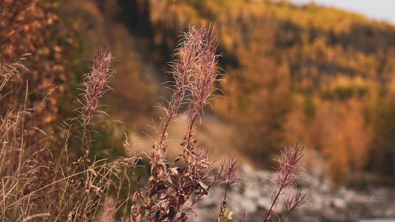 grass, plants, dry, wild, nature, 4k