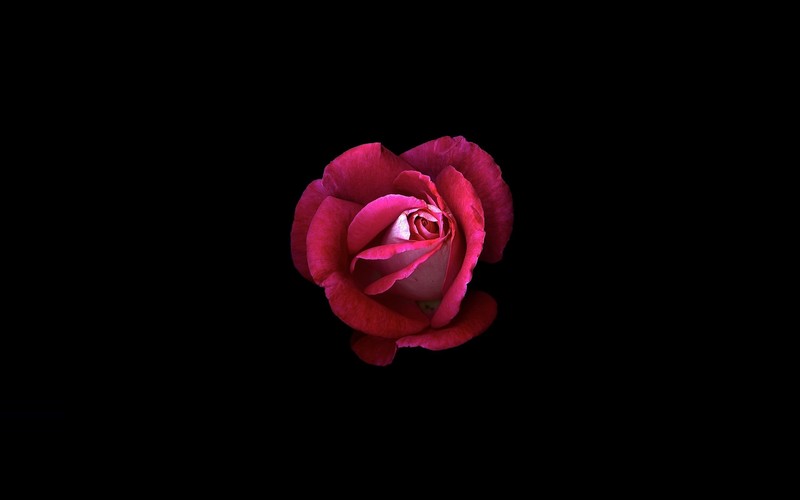 rose, flowers, hd, oled, black, dark