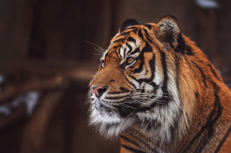tiger, animals, hd