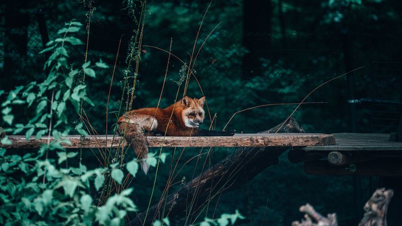 fox, animal, wild, cute, beast, 4k