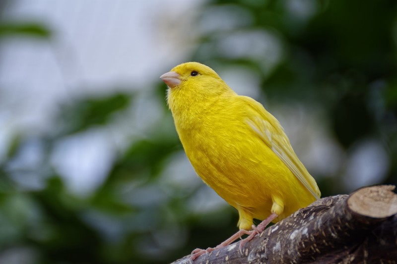 canary, birds, yellow, hd