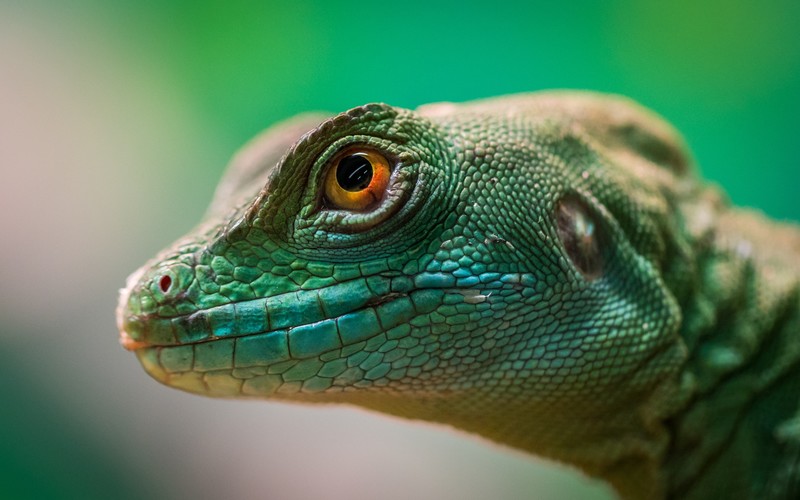 lizard, reptile, animals, macro, hd, 4k