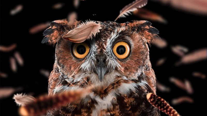 owl, birds, hd