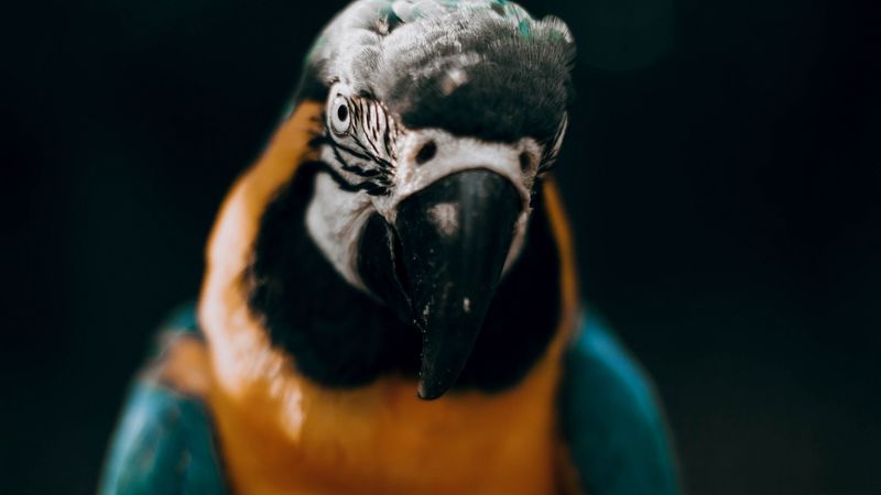 macaw, parrot, bird, colorful, glance, 4k