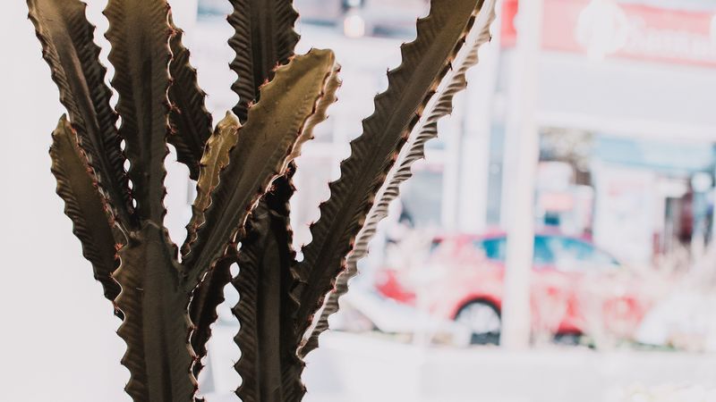 cactus, succulent, plant, decorative, indoor, 4k