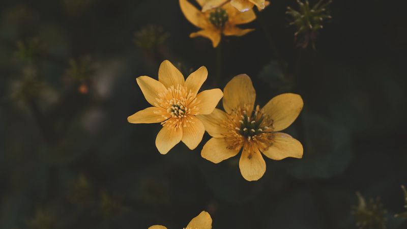 flower, yellow, petals, plant, 4k