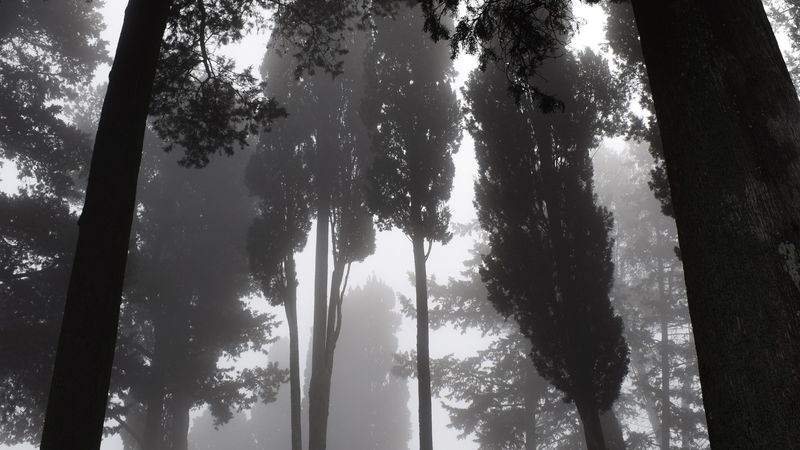 trees, fog, bw, gloomy, dark, 4k