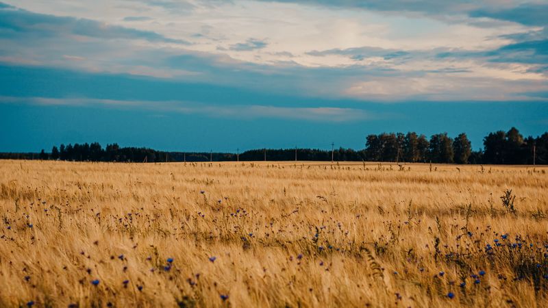 field, wheat, cornflowers, flowers, nature, 4k