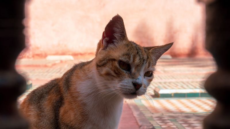 cat, glance, pet, animal, 4k