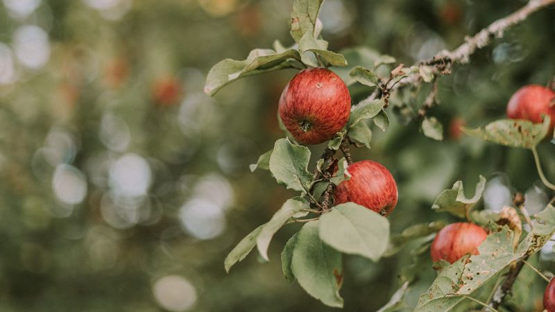 apples, red, ripe, branches, leaves, 4k