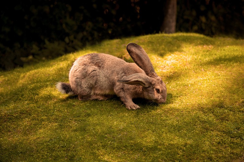 rabbit, animals, hd, 4k, 5k