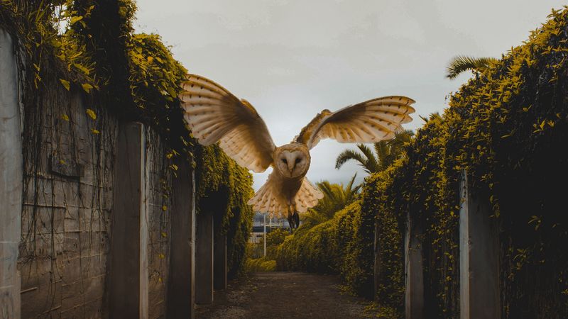 owl, bird, wings, fly, flight, 4k