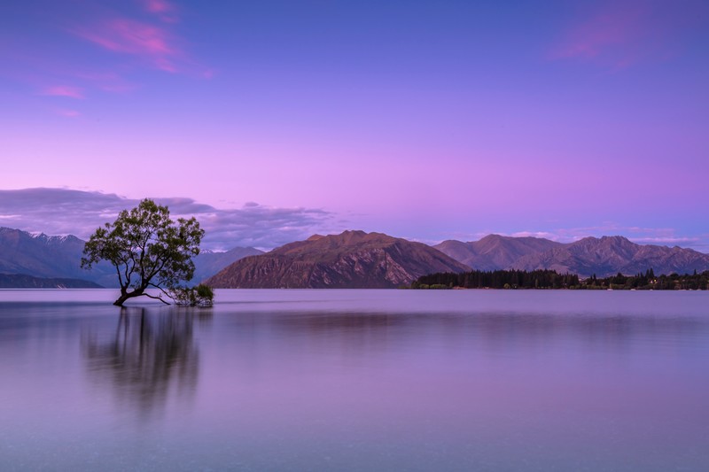 tree, lake, nature, hd, 4k, 5k