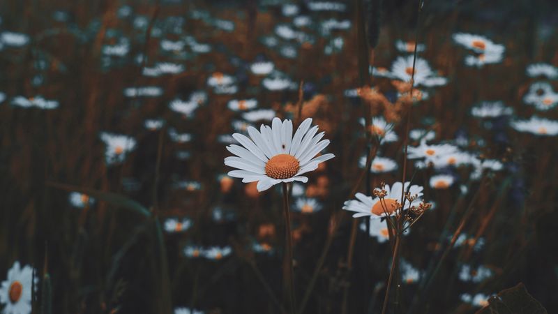 daisies, flowers, grass, wild, nature, 4k