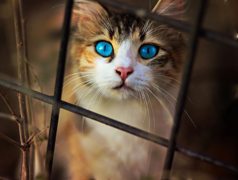 cat, animals, hd