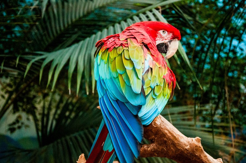 macaw, parrot, birds, 4k, hd, colorful