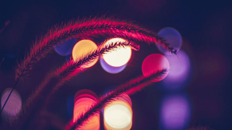 spikelets, dark, glare, lights, blur, 4k