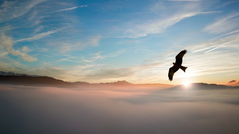birds, clouds, nature, hd, 4k
