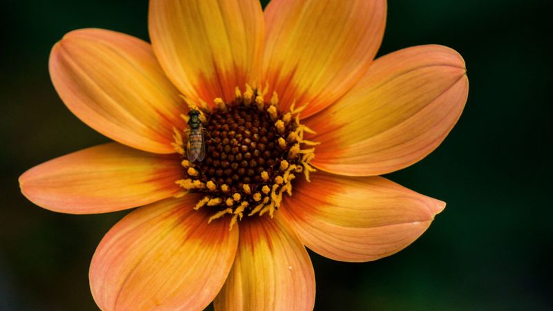 flower, bloom, plant, insect, 4k