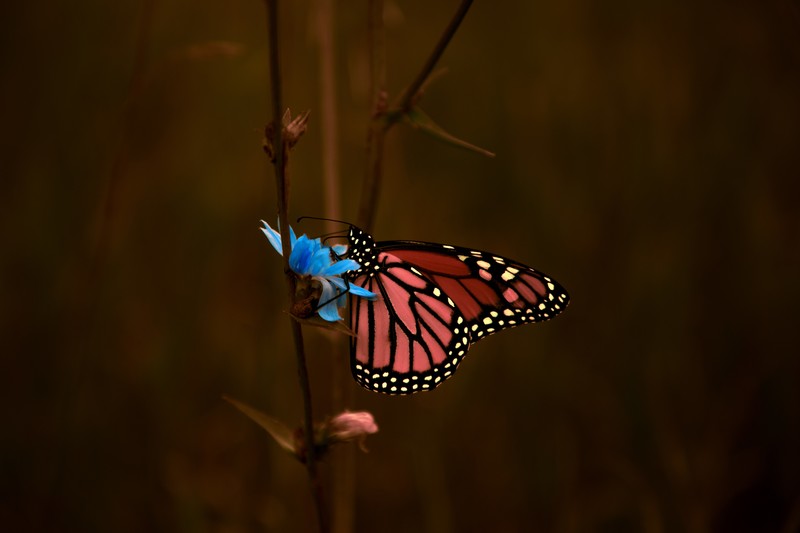 butterfly, macro, animals, hd, 4k, 5k