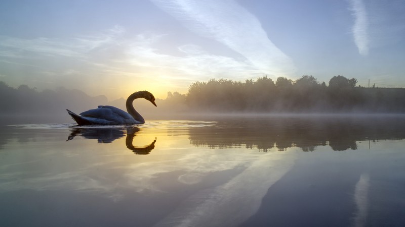swan, lake, animals, hd