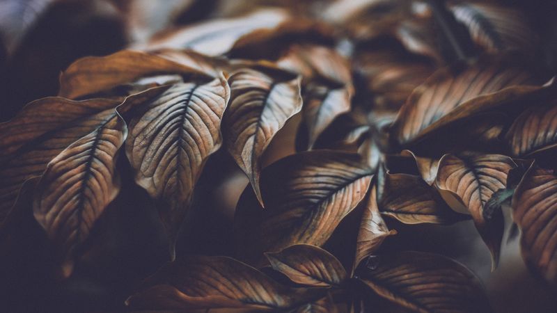 leaves, veins, macro, plant, branch, 4k