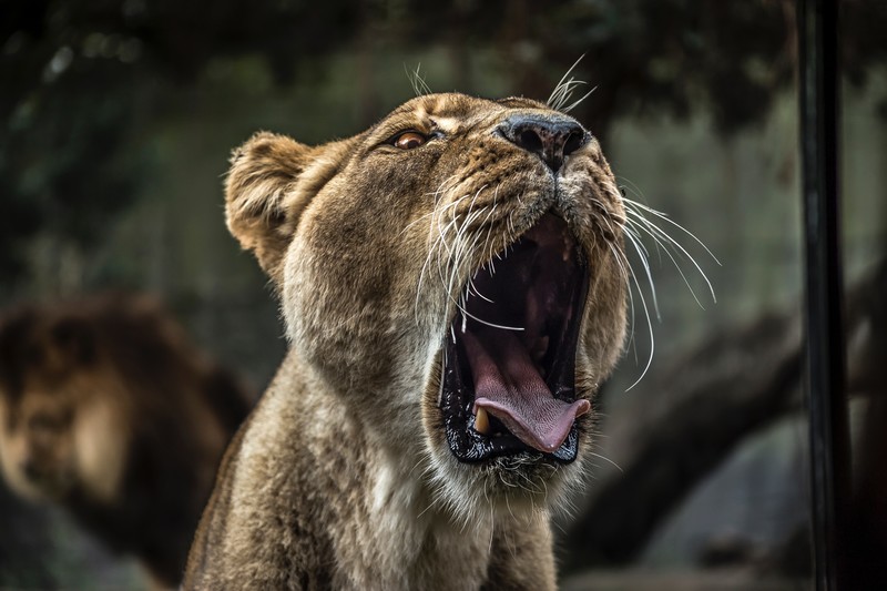 lion, predator, animals, hd, 4k, 5k
