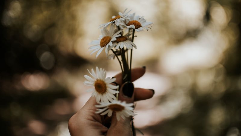 daisies, bouquet, hand, flowers, white, 4k