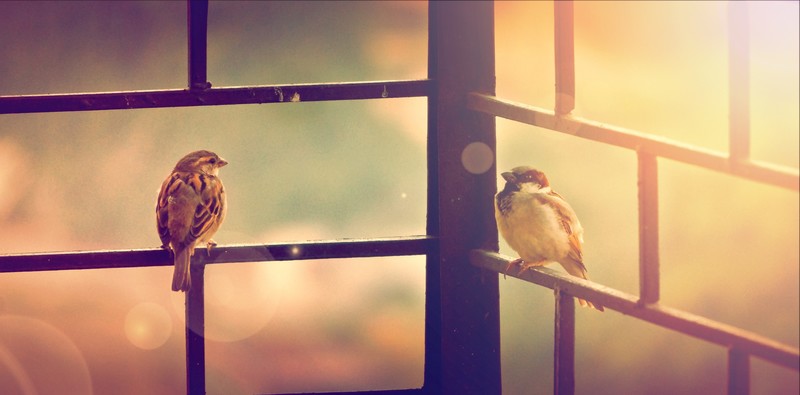 sparrow, birds, hd, 4k