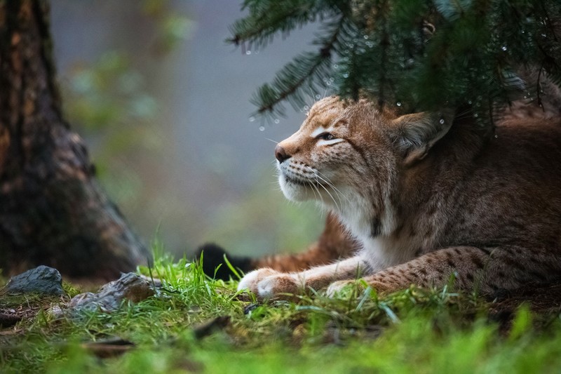 lynx, animals, cat, predator, hd