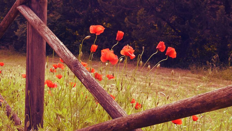 poppies, flowers, red, wild, bloom, 4k
