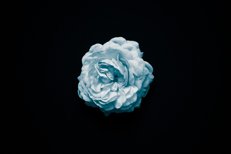 flowers, oled, hd, 4k, dark, black