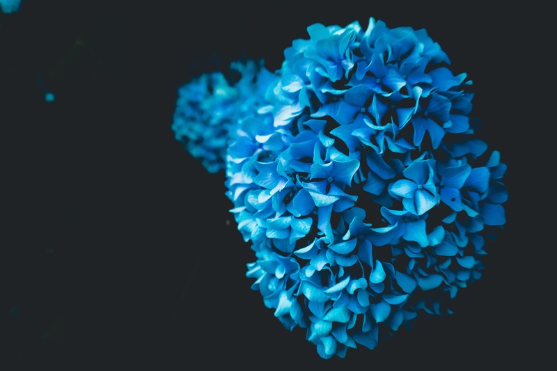 flowers, oled, nature, hd, 4k, 5k