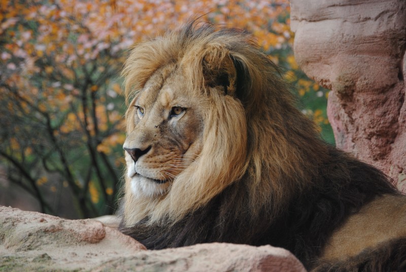 lion, animals, hd, 4k